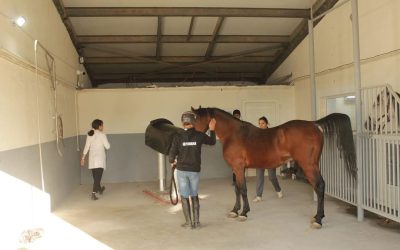 2ème Atelier national ÉLEVAGE ET REPRODUCTION DE CHEVAUX « La gestion des étalons et des juments en pratique »